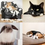 Pet Bored? Take The Quiz and Try These Boredom Busters