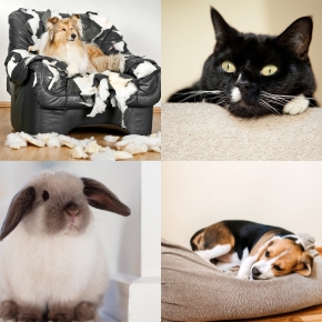 Pet Bored? Take The Quiz and Try These Boredom Busters
