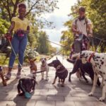 Molesey Vets Shares Tips For Fun Heart-Healthy Dog Walks