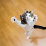 Toy Time for Your Tabby: Molesey Vets’ Guide to Cat Toys