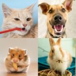 Pet Dental Health Tips from Your Vets in East Molesey