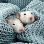 Molesey Vets’ Winter Wishlist for Pet Rats and Mice
