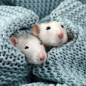 Molesey Vets’ Winter Wishlist for Pet Rats and Mice