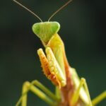 Vet Darren Partridge Shares Invertebrates That Make Good Pets