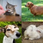 Claygate Vets Are Talking Pet Obesity and Why You Should Act Now