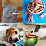 Pet Obesity Health Warning: How to Reduce Your Pet’s Risk