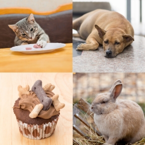 Why Tackling Pet Obesity Now Is So Important