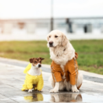 Pet Winter Wear: A Good Idea in Surrey?