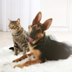 Pet Heart Health: Read Darren’s Guide on DCM