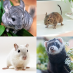 Caring For Unusual Small Furry Pets with Molesey Vets