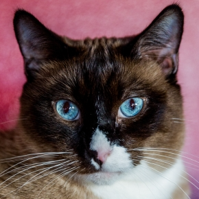 Cat Adoption Month: Common Rescue Cat Concerns
