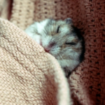 Claygate Vets Help Hamster Owners Differentiate Between Hibernation and Illness