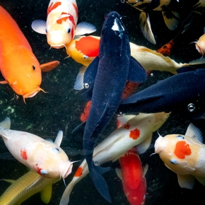 Outdoor Pond Fish in Freezing Weather? Darren Partridge Has You Covered