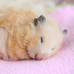 Hamster Seems Out of Sorts? Alpha Vets Shares What Could Be Wrong