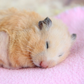 Hamster Seems Out of Sorts? Alpha Vets Shares What Could Be Wrong