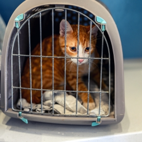 Try Claygate Vets’ Tips for Getting Your Cat into Their Carrier