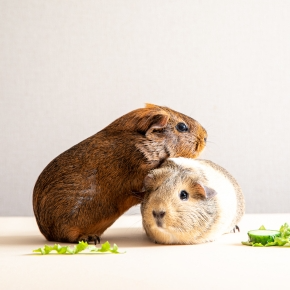 Molesey Vets Shares Creative Winter Foraging Fun for Guinea Pigs