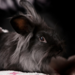 Vets in Teddington Share Important Facts About E. cuniculi in Rabbits