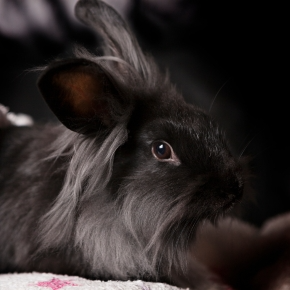 Vets in Teddington Share Important Facts About E. cuniculi in Rabbits