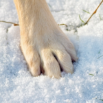 Winter Walks & Paw Protection Advice for Dog Owners in Surrey