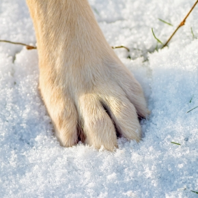 Winter Walks & Paw Protection Advice for Dog Owners in Surrey