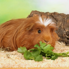 Guinea Pigs Gone Wild – Create a Winter Foraging Tray with Alpha Vets