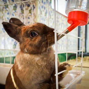 Winter Hydration Tips for Dogs, Cats and Small Furries from Vets in East Molesey