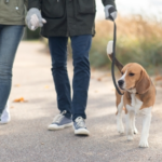 January Is Walk Your Dog Month: Tips from Molesey Vets