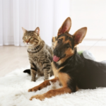 Use Claygate Vets’ Checklist to Perfect Your Pet’s Care This Year