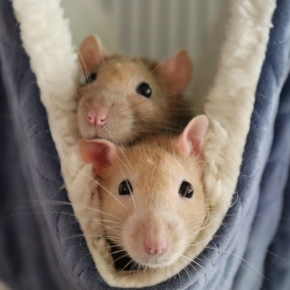Small Furry Pet Quiz for Adults and Kids in Greater London