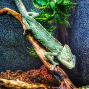Discover Enrichment for Pet Reptiles with Vet Darren Partridge