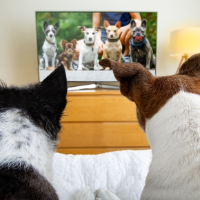 Claygate Vets Ask – Have You Tried Online Dog Training Classes Yet?