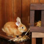 Molesey Vets’ DIY Rabbit Digging Box Project