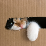 Alpha Vets Shares 10 Things You Might Not Know About Cats