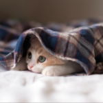Is Your Pet Feeling Down? Darren Shares the Signs