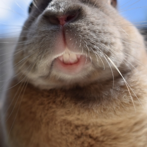 Alpha Vets’ Dental and Diet Tips for Rabbits and Guinea pigs