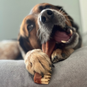 The Best Dog Chews: Claygate Vets’ Nurses Share Tips