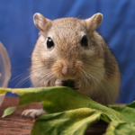 Dietary Tips for Tiny pets