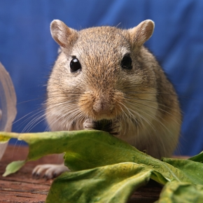 Dietary Tips for Tiny pets
