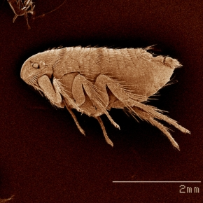 Find and Eradicate Fleas on Your Pet and in Your Home