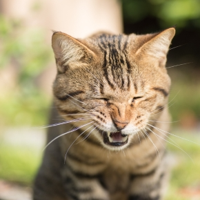 Recognise the Symptoms of Pet Allergies with Alpha Vets
