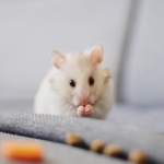 Worms in Hamsters, Mice & Pet Rats