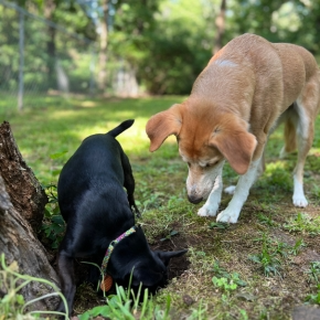 Claygate Vets Gives Important Worm Advice for Cats and Dogs