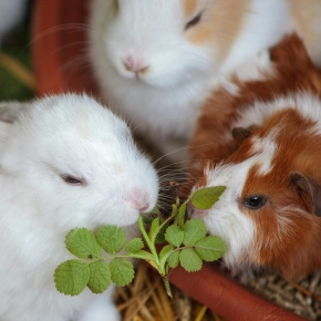 Molesey Vets’ Team Share Spring Edible Pet Garden Tips