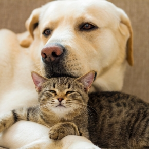 How to Keep Your Pet Happy and Healthy