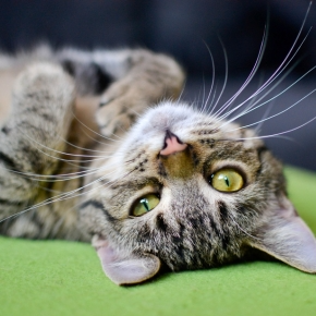Vet Darren Partridge Shares The Key Elements Needed for a Happy Cat