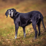 Our Vet Darren Partridge On Keeping Senior Pets Healthy