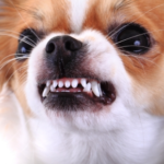 Read on for Dog Bite Prevention Tips for Kids and Adults