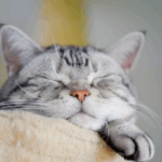 Molesey Vets Shares the Signs of a Contented Pet