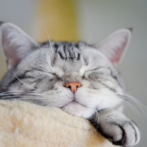 Molesey Vets Shares the Signs of a Contented Pet